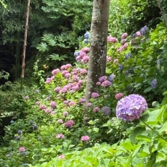 花・紫陽花