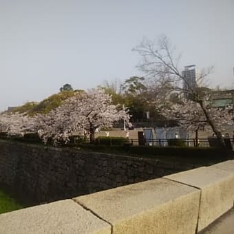 桜見物で一句