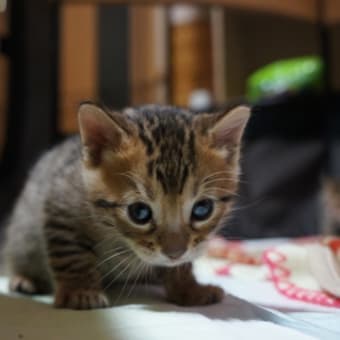 ベンガルベビにゃん、とーってもかわいく成長してます！