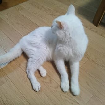 ねェ～～みんニャ、どこ行ったの？ニャう。