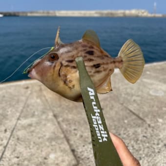 カワハギ釣り