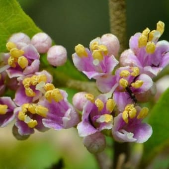 鉢植えの紫式部（１）　花