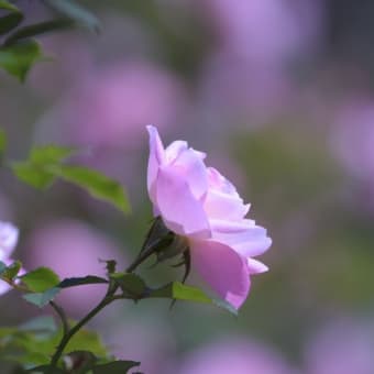 生田バラ苑