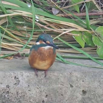 カワセミの幼鳥