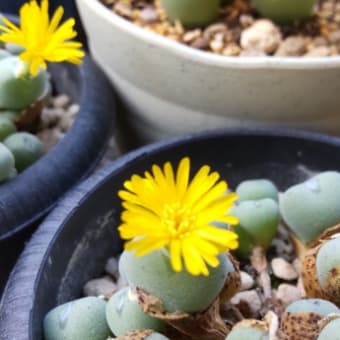 マユハケオモトの花とコノフィツムの花