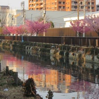 木場公園の大寒桜と大横川沿いの赤い河津桜（16日）♪。