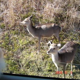 新しい車が来たよ～～