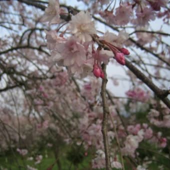 しだれ桜の夕べ