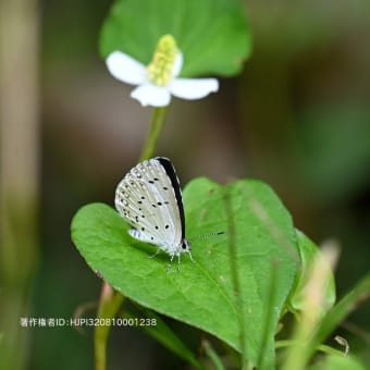 里山の生きものたち