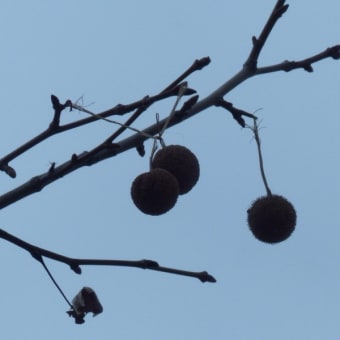 アメリカスズカケノキ（亜米利加篠懸の木）