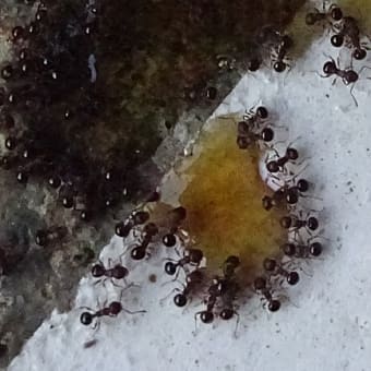 蜜を求めて