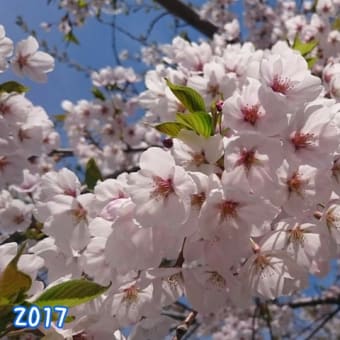 桜🌸2017