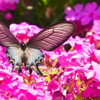 ヤマサ蒲鉾　ジャコウアゲハ🦋