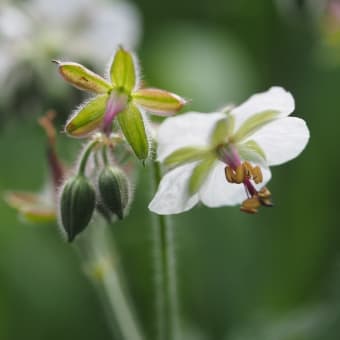 7月の雑草倶楽部、蓼科山・浅間山で撮った高山植物。