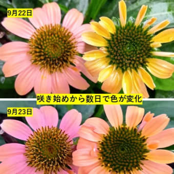 エキナセア　咲きました　20250620