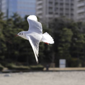 ユリカモメ_04_東京都お台場