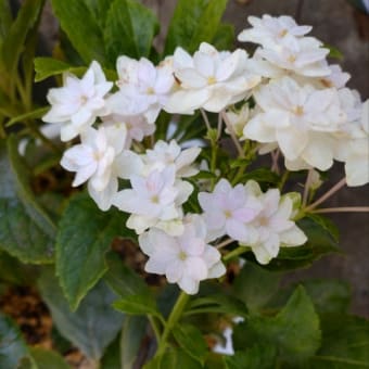 ガクアジサイ「隅田の花火」