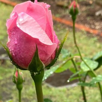冷たい雨の庭です