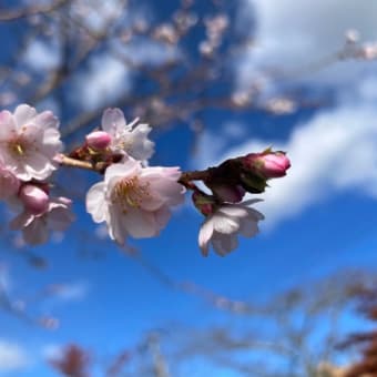 初冬の桜　2022