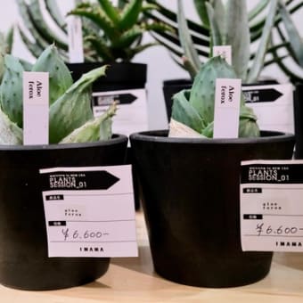 5分でわかる【激レア】コロンと丸い「アロエ」の作り方