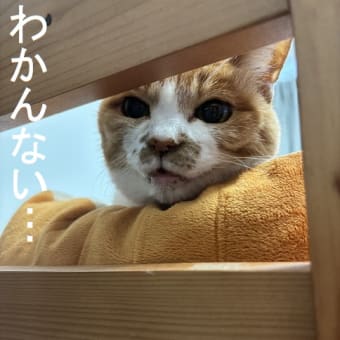 その後のにぽち