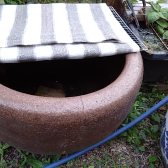 水深約２０ｃｍ