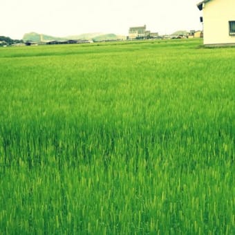 佐賀平野の麦畑♪