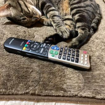 最近のそらちゃん