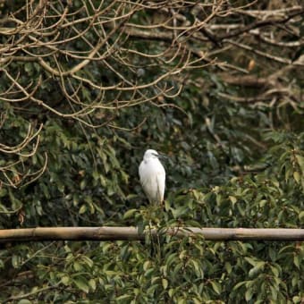 N川の鳥たち！