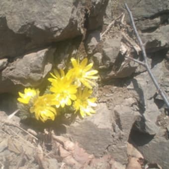 春を知らせる黄色い花