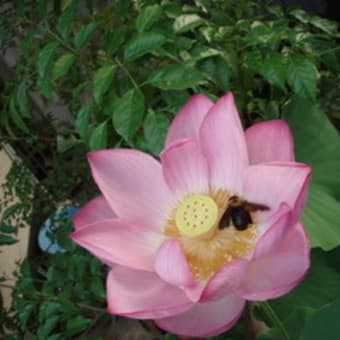 開花