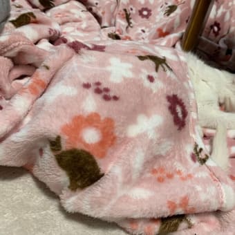 『福岡市ニャい、寒かぁ…(博多弁)』ってツイートしたニャう。 #白猫 #猫