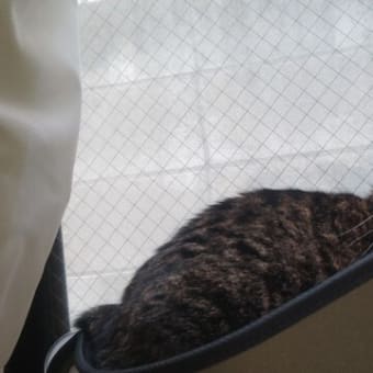 美衣ちゃん、オメメ通院