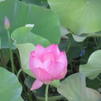 「神のいのちの表れ」（１４）