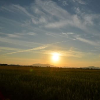 新潟平野では稲刈りの真っ最中