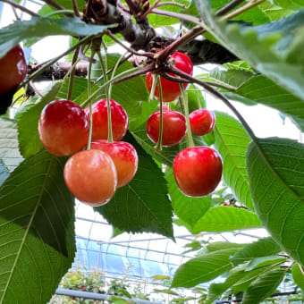 7月19日（火）園内状況🍒