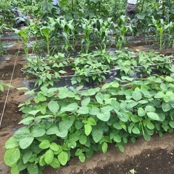 Hilo‘s Farm 万願寺唐辛子を初収穫
