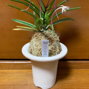 緋炎の白縞？