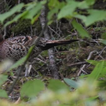 野鳥シリーズ　１