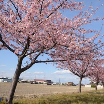 春日部ぶらり散歩　旧倉松第二調整池の土手（河津桜）