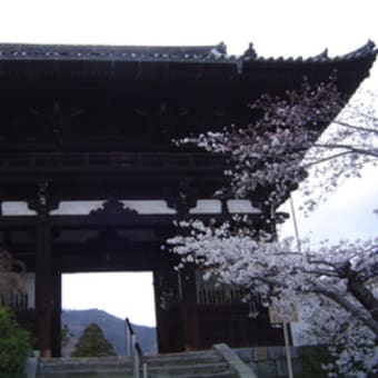 専称寺と當麻寺の桜