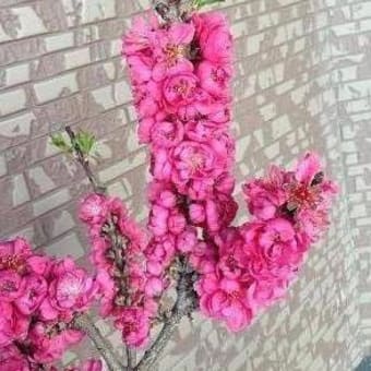 花言葉