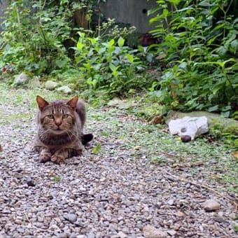 庭にやってくる猫さんたち