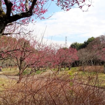 早春の梅の花～山田池公園2023/2上旬（1）
