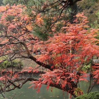 紅葉と黄葉を楽しむ！