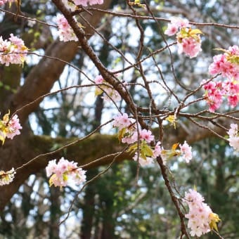 さくらが咲いた