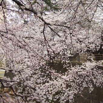 桜満開！