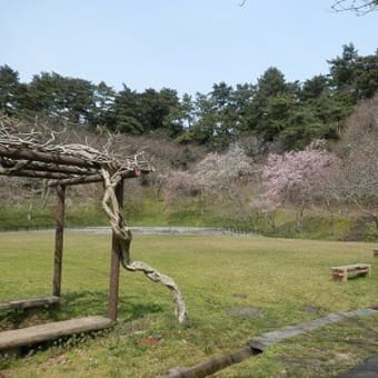 ソメイヨシノ開花　～湖山池・鳥取市～