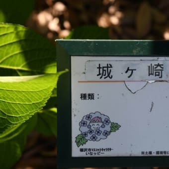水無月の白鳥