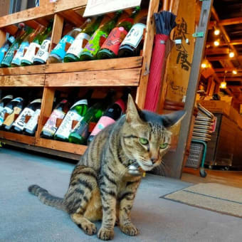 美猫づくし！花月の女神猫💛須磨駅前名酒店の招き看板猫